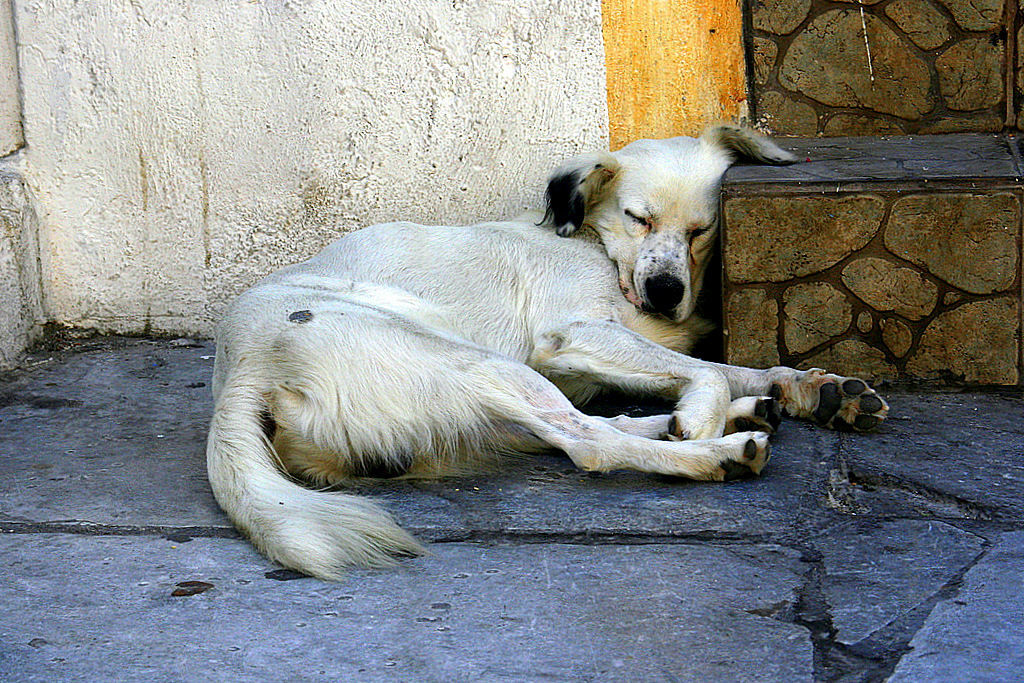 Sleeping dog